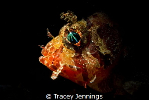 A scorpion fish .. simple by Tracey Jennings 